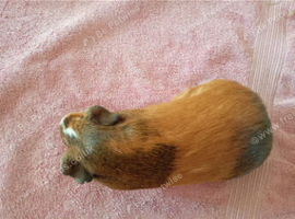 Guinea pigs for sale