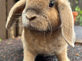 Mini Plush Lop Doe: ready to leave