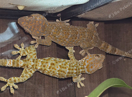 Breeding trio Tokay Geckos