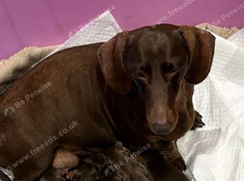 Mini chocolate daschund