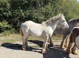 Yearling  exceptional blagdon  colt show ring quality