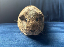 Female guinea pig for sale