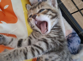 4 GORGEOUS KITTENS LEFT.