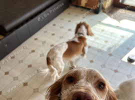 Cocker spaniel make 3.6 years old and cocker x climber 10 months old