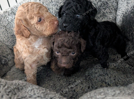 Toy poodle puppy's