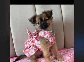 Pomchi