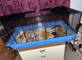 2male hamsters with cage