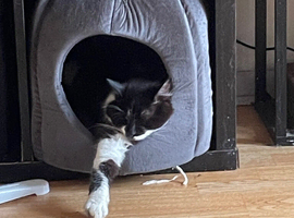 Cats for rehoming