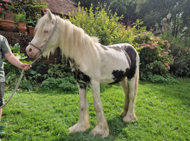 Cob gelding