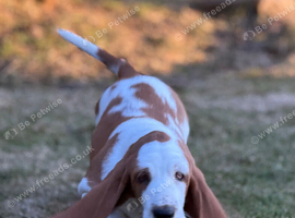 Quality KC REG. Basset pup