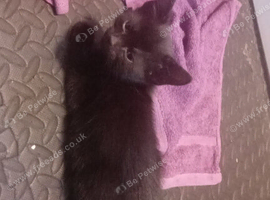 1 kitten
