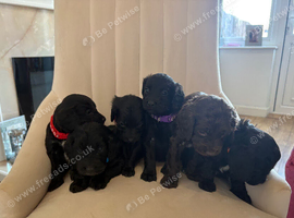 Beautiful Cockapoo puppies