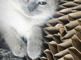 Colour point white grey kittens