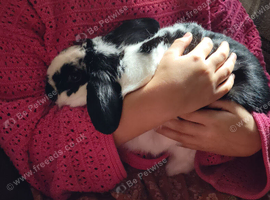 Neutered male Rabbit ready to bond