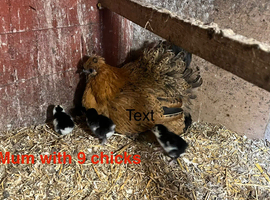 Mum with chicks for sales