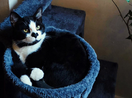 Beautiful Young Cat Looking for a Loving Home