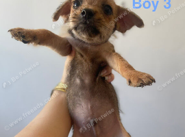 5 Adorable Yorkie Russels / Jorkie Terriers