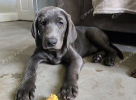 Weimaraner cross lab