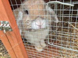 Baby rabbits