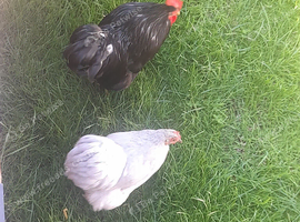 Chicken for sale