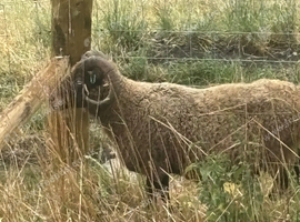 Shetland ram aged