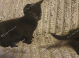 Cross Bengal kittens