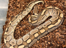 Reduced royal pythons different morphs