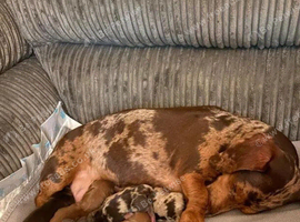 Dachshunds