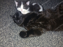 Beautiful kitten
