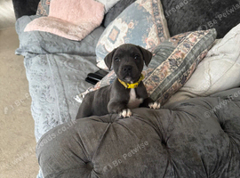 Blue puppy staff kc registered