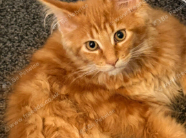 Mufasa Needing A Urgent Home.