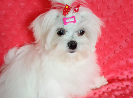 Maltese adorable girl