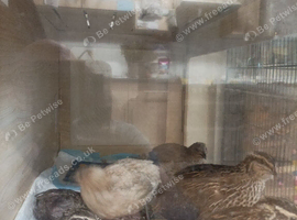 Italian / Coturnix mixed colour quail females 7 and 8 weeks old 6 x girls for &pound;60 or with 2 males &pound;62