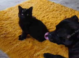 Kitten for sale