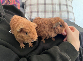 Baby guinea pigs.