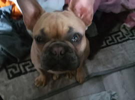 9 months handsome tan french bulldog boy