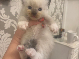 Ragdoll Kittens