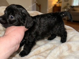 Jackapoo puppies