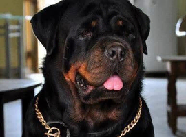 Looking for an adult male Rottweiler