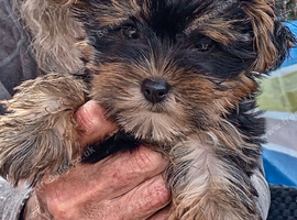Two beautiful boys small yorkies
