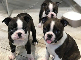 Kc registered Boston terrier&rsquo;s