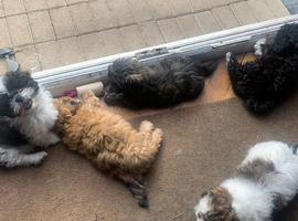 Shih tzu