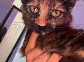 Beautiful 6-Month-Old Tortie Girl &mdash; Dutches