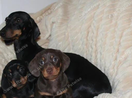 Adorable Miniature dachshunds looking for loving family