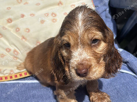 Show Cocker Spaniels looking for Homes