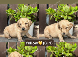 Pedigree Golden Retriever Puppies Health Tested