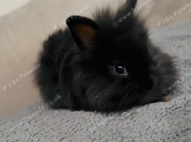 Pure bred double maned lionhead babies