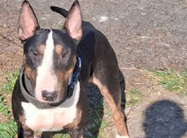 Kc reg bull terrier stud proven