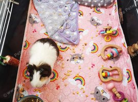 Female guinea pig