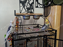 Two male cockatiel's